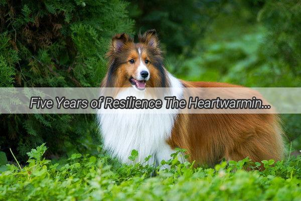 Five Years of Resilience The Heartwarming Story of a Dog Left Alone Finally Finding Love